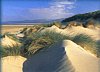 D�nen bei Cardigan